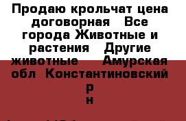 Продаю крольчат цена договорная - Все города Животные и растения » Другие животные   . Амурская обл.,Константиновский р-н